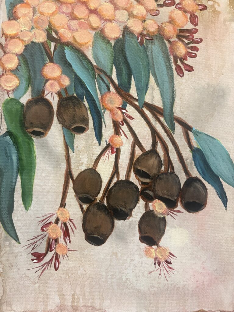 Gum nuts